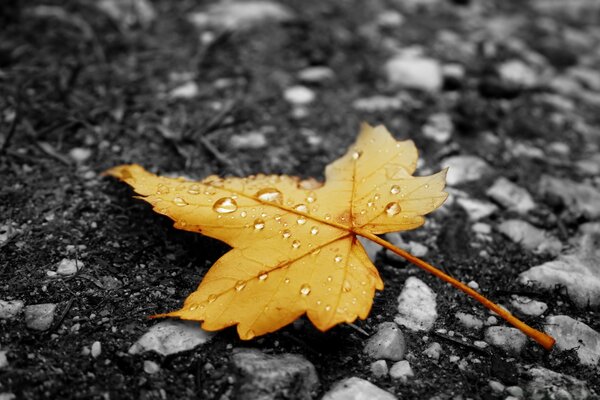 Капли дождя на упавший лист