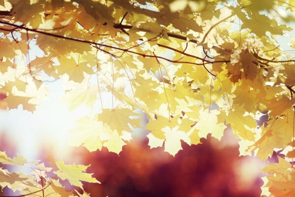 Sunlighted желтые кленовые листья