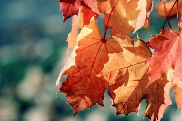 Осень листья клена