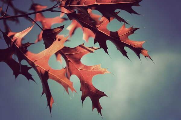 Осень дубовых листьев