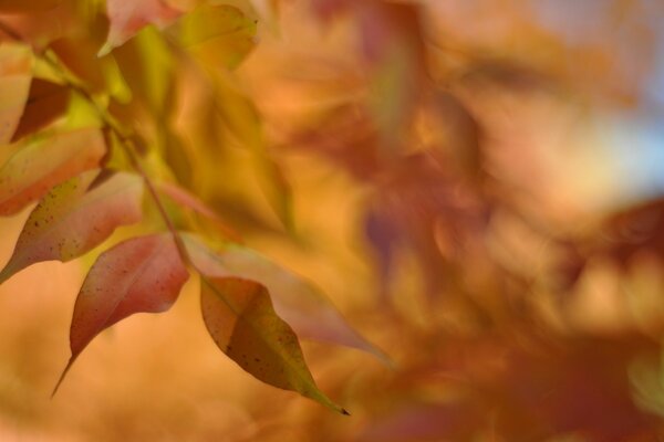 Осенние листья, боке