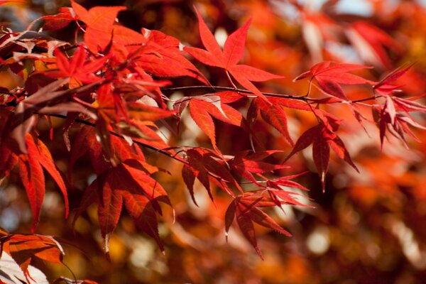 Японские кленовые листья