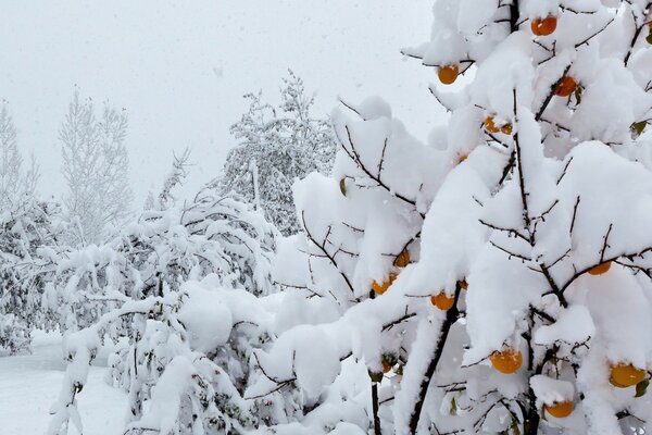 Снегом персиковое дерево