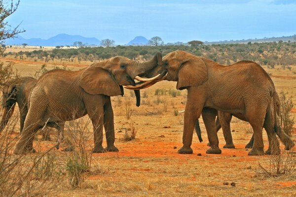 Слоны бойцовские