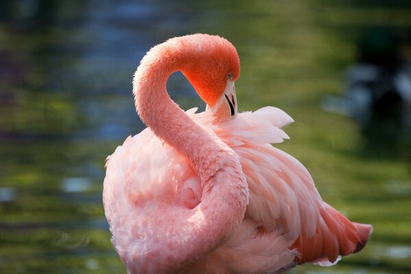 птицы розовый фламинго