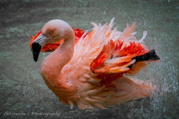 фламинго баллончик вода