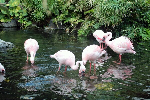 фламинго растения пить река птицы