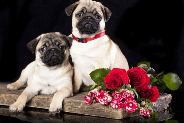 мопсы собаки цветы розы