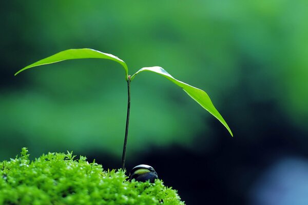 природа растение зеленый дзен