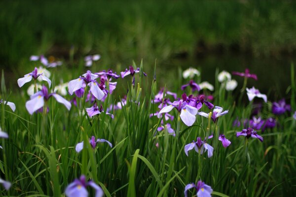 ирисы цветы сиреневые фиолетовые лепестки лето зелень трава поляна