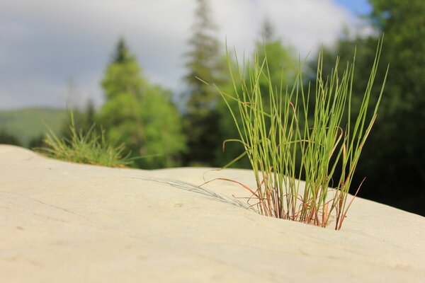 камни трава минимализм дзен