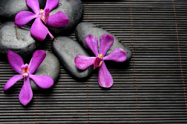 спа дзен камни цветы бамбук черный фиолетовые