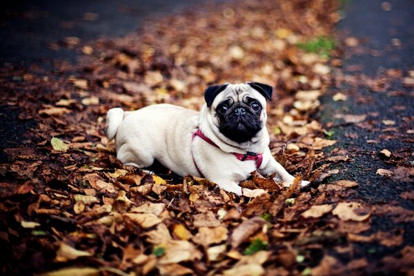 мопс собака осень листья
