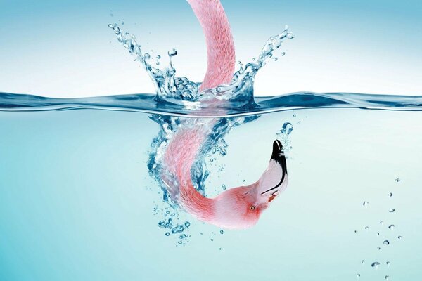 фламинго розовый голова шея вода