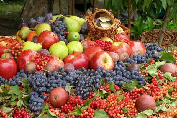 калина виноград яблоки груши сливы ягоды фрукты урожай