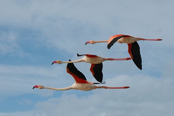 фламинго птицы трио