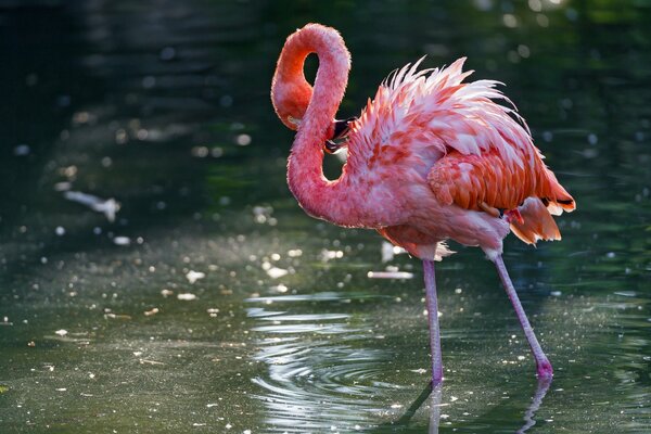 розовый фламинго птица вода
