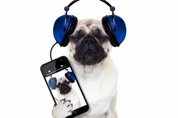 мопс собака телефон наушники смартфон белый фон юмор