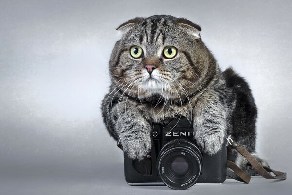 зенит камера кот
