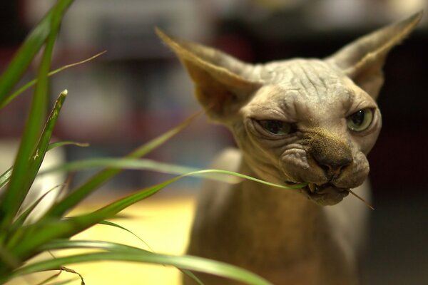кошки вид сфинкс зеленые глаза настроение порода