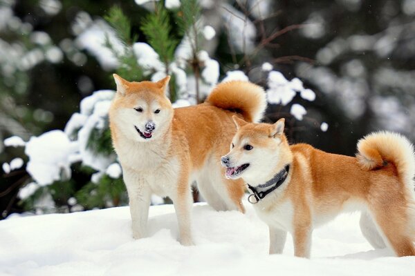 снег собаки акита-ину