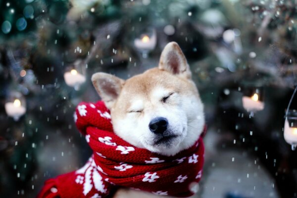 собака снег шарф акита-ину