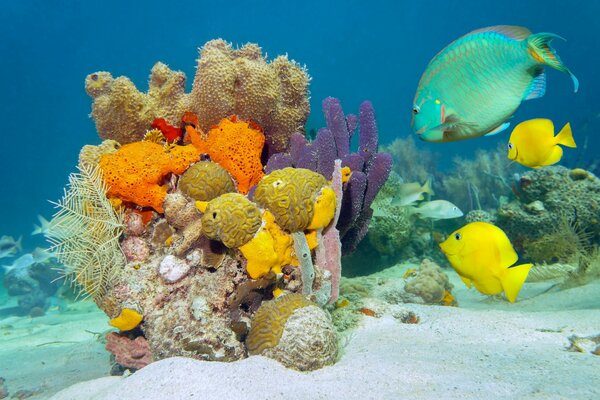 морское дно море рыба кораллы