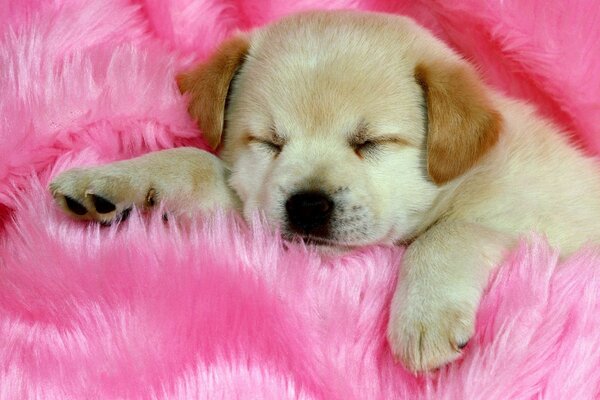 щенок милый спит розовый