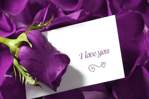 я тебя люблю фиолетовый романтика розы карты