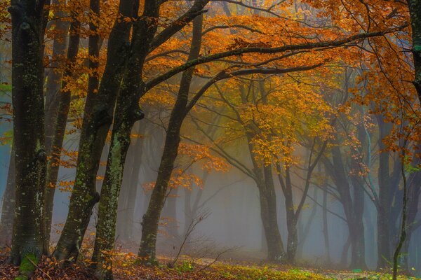 осень лес туман