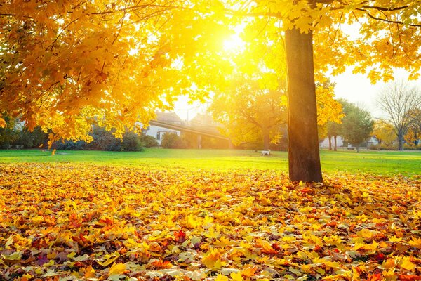 осень дерево лужайка трава листья желтые лучи солнца