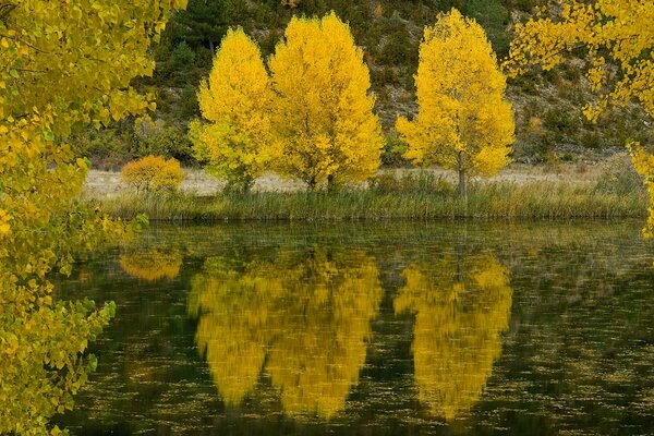 осень деревья река листья озеро отражение