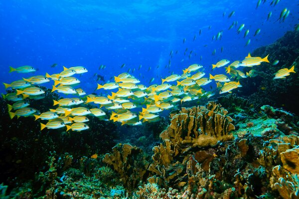 природа морское дно каралы водоросли стая рыбы карли стадо рыба