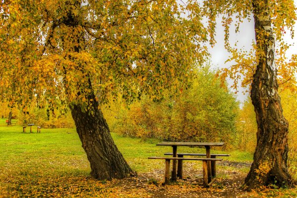 осень парк деревья кусты столик лавочки скамейки листья желтые