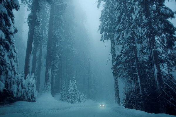 природа зима снег дерево деревья елки дорога машина автомобиль холод зимние белый фон обои широкоформатные полноэкранные широкоэкранные
