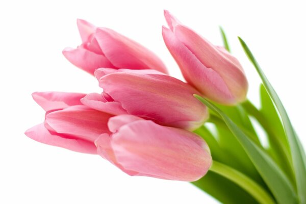 белый фон тюльпаны розовые цветы