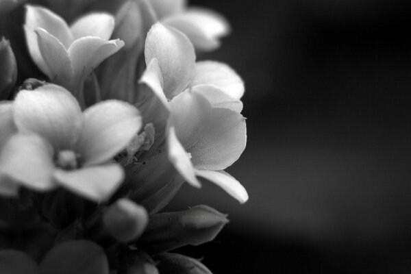 фото макро цветы растение лепестки черно-белое фон обои