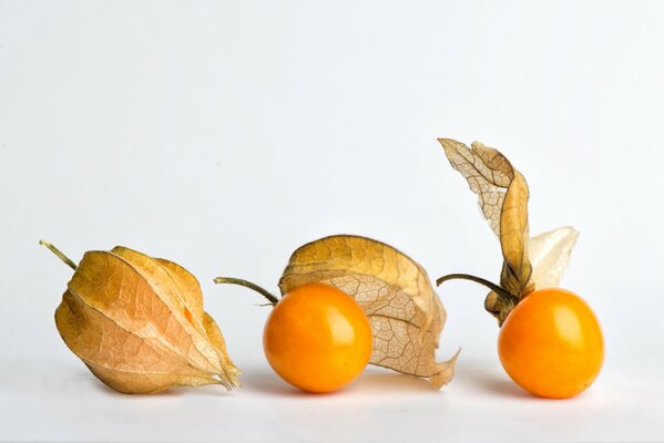 физалис плоды ягоды семена оранжевые белый фон