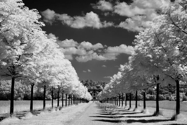 природа дорога деревья аллея горизонт небо облака солнце лучи день фото черное белое фон обои