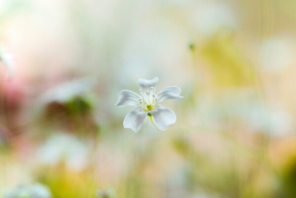 цветок цветочек белый фон размытость