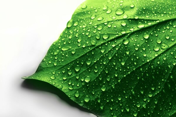 макро лист зеленый капли вода белый фон