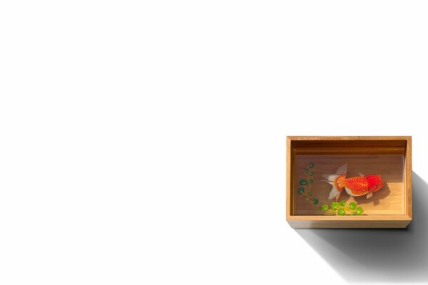 белый фон рыба рыбка золотая ряска вода коробка короб