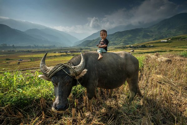 бык ребенок удивление пасется азия верхом поле ездить