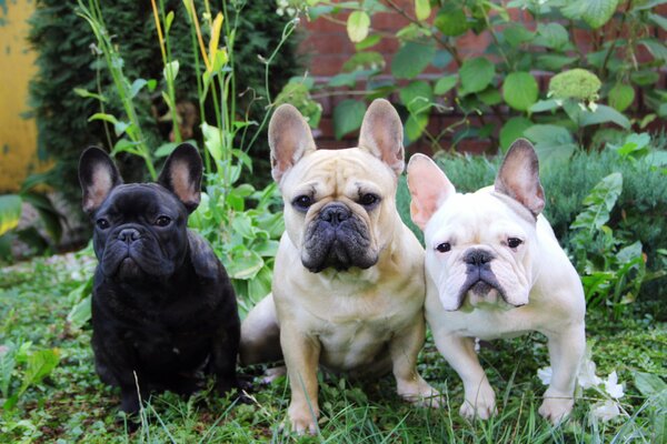 французский бульдог три собаки лето трава