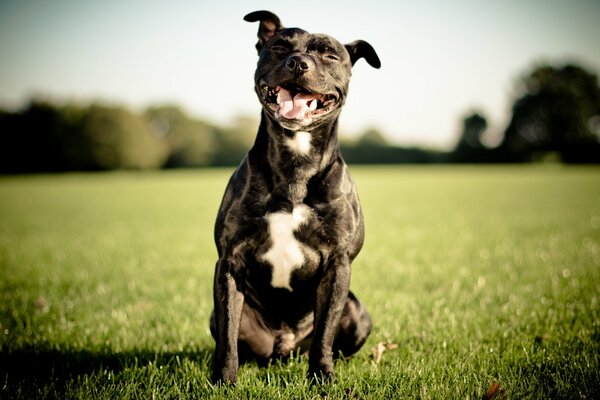 стаффордширский бультерьер английский стаффордширский бультерьер собака улыбка