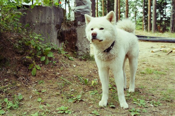акита-ину собаки белый природа