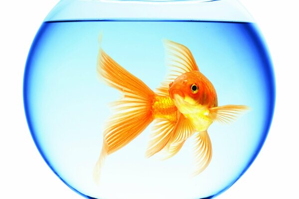 золотая рыбка плавает аквариум круглый вода отражение белый фон
