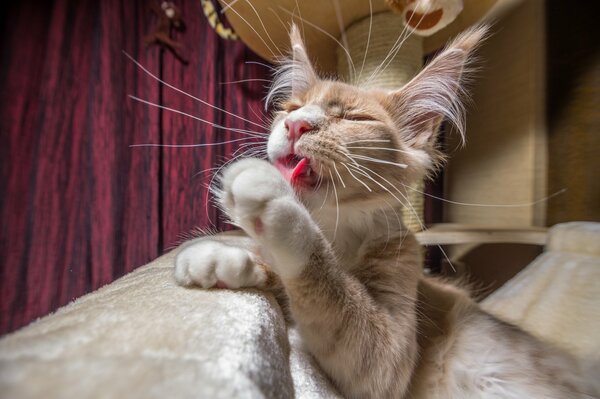 мейн-кун кот кошка мойдодыр лапы усы усищи
