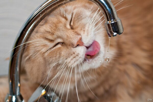 мейн-кун кот котэ морда жажда кран вода капли