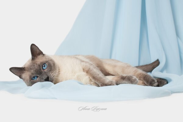 тайский кот тайская кошка кот кошка глаза серый фон голубые глаза